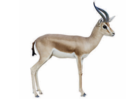 غزال الريم
